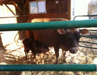 How to Start & Manage a Micro Dairy: Step 2 Image